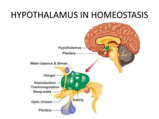 HYPOTHALAMUS IN HOMEOSTASIS
 