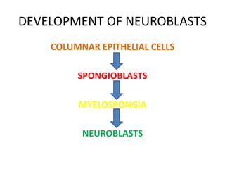DEVELOPMENT OF NEUROBLASTS
COLUMNAR EPITHELIAL CELLS
SPONGIOBLASTS
MYELOSPONGIA
NEUROBLASTS
 