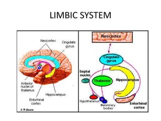 LIMBIC SYSTEM
 