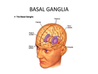 BASAL GANGLIA
 