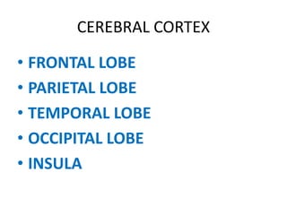 CEREBRAL CORTEX
• FRONTAL LOBE
• PARIETAL LOBE
• TEMPORAL LOBE
• OCCIPITAL LOBE
• INSULA
 