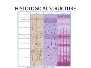 HISTOLOGICAL STRUCTURE
 