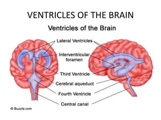 VENTRICLES OF THE BRAIN
 