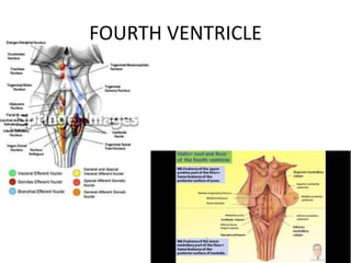 FOURTH VENTRICLE
 