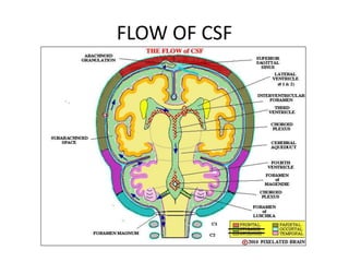 FLOW OF CSF
 