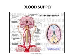 BLOOD SUPPLY
 