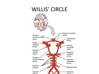 WILLIS’ CIRCLE
 