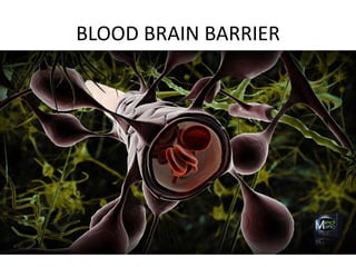 BLOOD BRAIN BARRIER
 