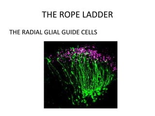 THE ROPE LADDER
THE RADIAL GLIAL GUIDE CELLS
 