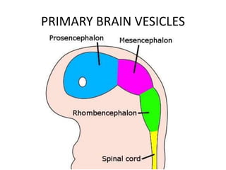 PRIMARY BRAIN VESICLES
 
