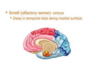 Uncus Brain Function Central nervous system | PPT