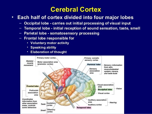 Central nervous system