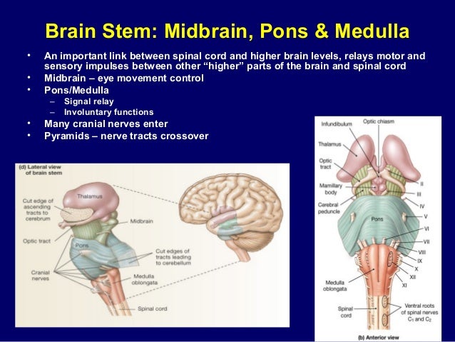 brain stem pons brain stem pons