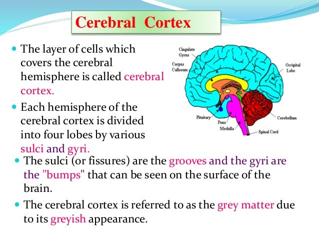 Central nervous system