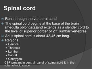 Spinal cord
 Runs through the vertebral canal
 The spinal cord begins at the base of the brain
(medulla oblongata)and extends as a slender cord to
the level of superior border of 2nd lumbar vertebrae.
 Adult spinal cord is about 42-45 cm long.
 Regions
 Cervical
 Thoracic
 Lumbar
 Sacral
 Coccygeal
CSF presant in central canal of spinal cord & in the
subarachnoid space
 