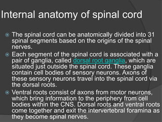 Internal anatomy of spinal cord
 The spinal cord can be anatomically divided into 31
spinal segments based on the origins of the spinal
nerves.
 Each segment of the spinal cord is associated with a
pair of ganglia, called dorsal root ganglia, which are
situated just outside the spinal cord. These ganglia
contain cell bodies of sensory neurons. Axons of
these sensory neurons travel into the spinal cord via
the dorsal roots.
 Ventral roots consist of axons from motor neurons,
which bring information to the periphery from cell
bodies within the CNS. Dorsal roots and ventral roots
come together and exit the intervertebral foramina as
they become spinal nerves.
 