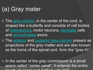 (a) Gray mater
 The grey column, in the center of the cord, is
shaped like a butterfly and consists of cell bodies
of interneurons, motor neurons, neuroglia cells
and unmyelinated axons.
 The anterior and posterior grey column present as
projections of the grey matter and are also known
as the horns of the spinal cord form the "grey H.“
 In the center of the gray commissure is a small
space called “center canal”, it extends the entire
 