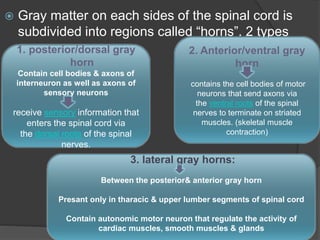  Gray matter on each sides of the spinal cord is
subdivided into regions called “horns”. 2 types
1. posterior/dorsal gray
horn
Contain cell bodies & axons of
interneuron as well as axons of
sensory neurons
receive sensory information that
enters the spinal cord via
the dorsal roots of the spinal
nerves.
2. Anterior/ventral gray
horn
contains the cell bodies of motor
neurons that send axons via
the ventral roots of the spinal
nerves to terminate on striated
muscles. (skeletal muscle
contraction)
3. lateral gray horns:
Between the posterior& anterior gray horn
Presant only in tharacic & upper lumber segments of spinal cord
Contain autonomic motor neuron that regulate the activity of
cardiac muscles, smooth muscles & glands
 