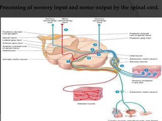 Processing of sensory input and motor output by the spinal cord.
 
