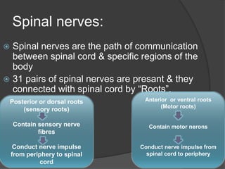 Spinal nerves:
 Spinal nerves are the path of communication
between spinal cord & specific regions of the
body
 31 pairs of spinal nerves are presant & they
connected with spinal cord by “Roots”.
 2 types of rootsPosterior or dorsal roots
(sensory roots)
Contain sensory nerve
fibres
Conduct nerve impulse
from periphery to spinal
cord
Anterior or ventral roots
(Motor roots)
Contain motor nerons
Conduct nerve impulse from
spinal cord to periphery
 