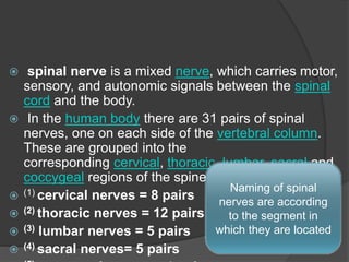  spinal nerve is a mixed nerve, which carries motor,
sensory, and autonomic signals between the spinal
cord and the body.
 In the human body there are 31 pairs of spinal
nerves, one on each side of the vertebral column.
These are grouped into the
corresponding cervical, thoracic, lumbar, sacral and
coccygeal regions of the spine.
 (1) cervical nerves = 8 pairs
 (2) thoracic nerves = 12 pairs
 (3) lumbar nerves = 5 pairs
 (4) sacral nerves= 5 pairs
Naming of spinal
nerves are according
to the segment in
which they are located
 