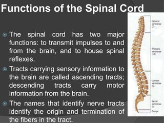 Functions of the Spinal Cord
 The spinal cord has two major
functions: to transmit impulses to and
from the brain, and to house spinal
reflexes.
 Tracts carrying sensory information to
the brain are called ascending tracts;
descending tracts carry motor
information from the brain.
 The names that identify nerve tracts
identify the origin and termination of
the fibers in the tract.
 