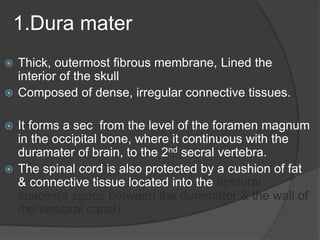 1.Dura mater
 Thick, outermost fibrous membrane, Lined the
interior of the skull
 Composed of dense, irregular connective tissues.
 It forms a sec from the level of the foramen magnum
in the occipital bone, where it continuous with the
duramater of brain, to the 2nd secral vertebra.
 The spinal cord is also protected by a cushion of fat
& connective tissue located into the epidural
spaces(a space between the duramater & the wall of
the vertibral canal)
 