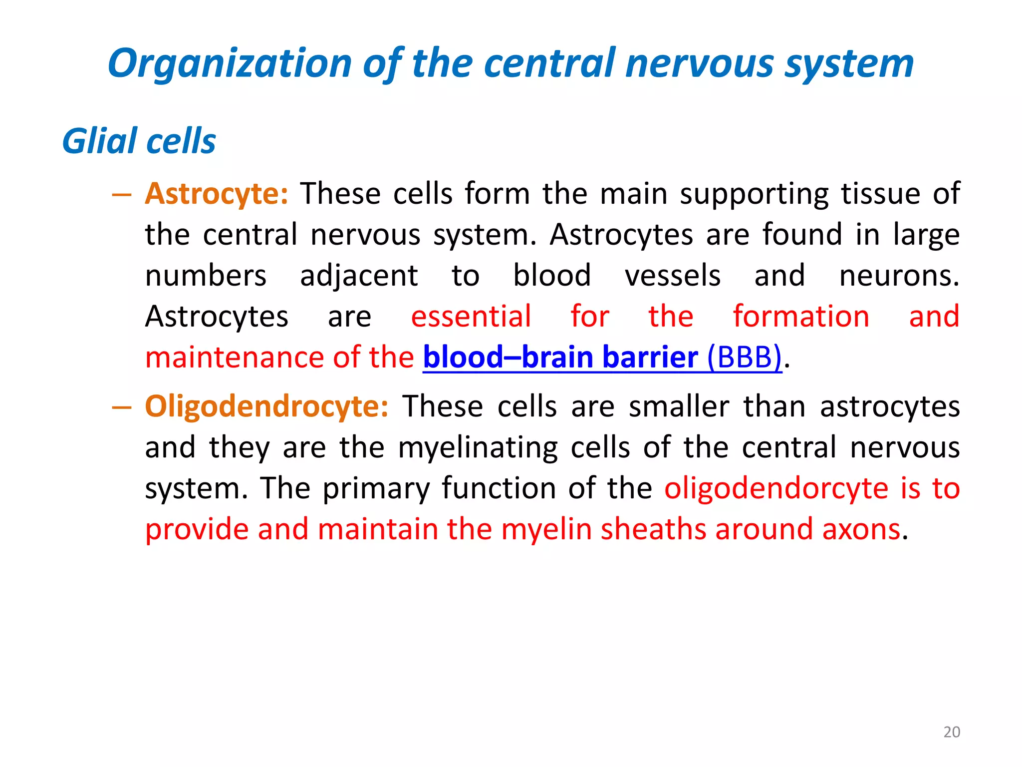 Central nervous system | PPTX