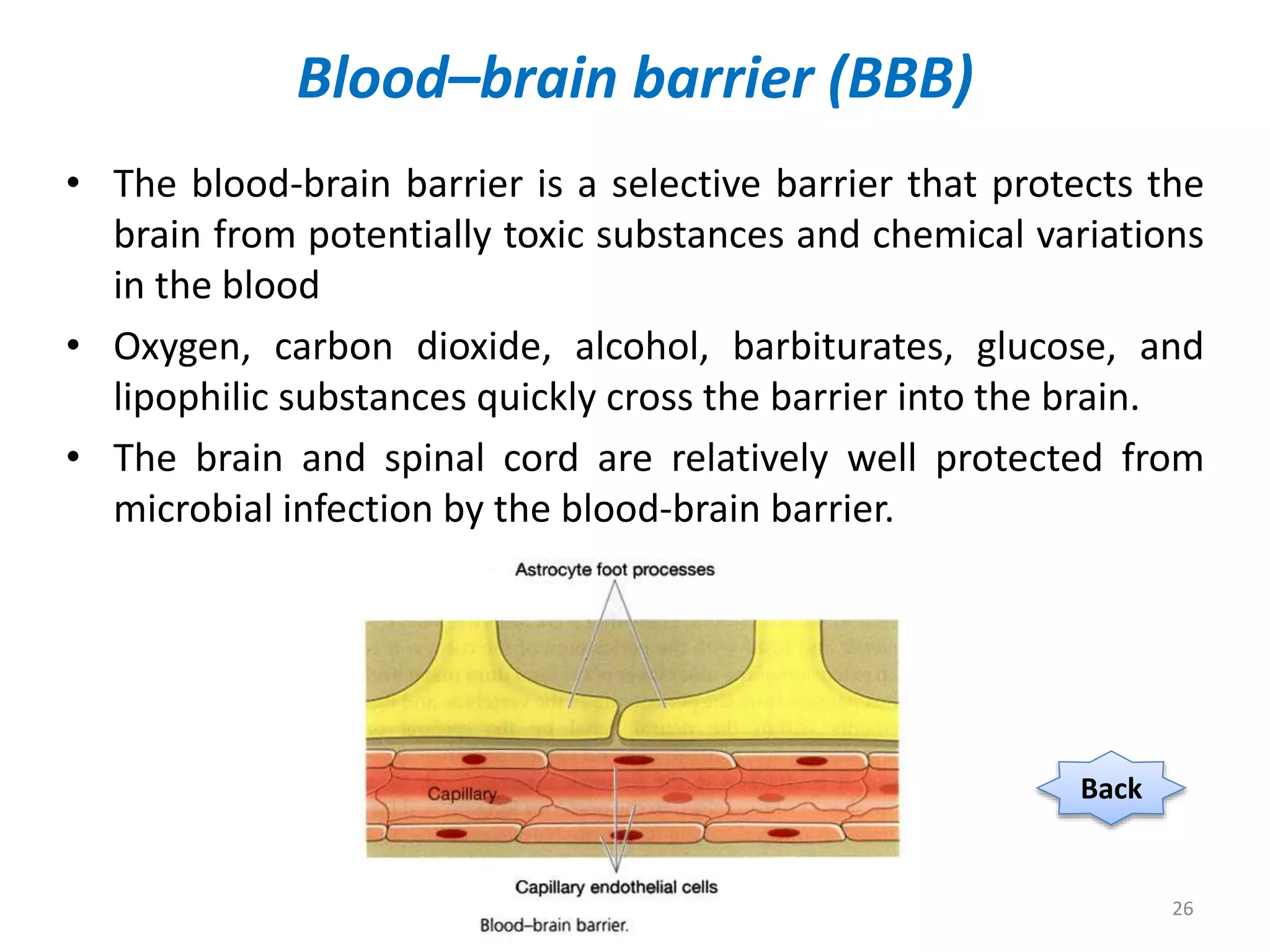 Central nervous system | PPTX