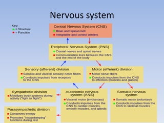 Nervous system
 
