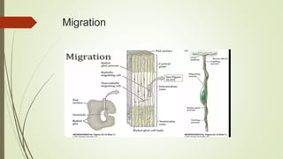 Development of central nervous system | PPTX