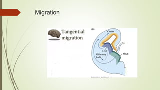 Development of central nervous system | PPTX