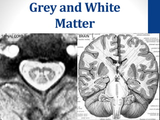 Grey and White
Matter
SPINAL CORD BRAIN
 