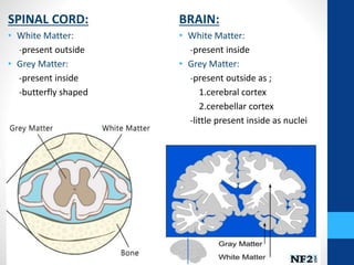 SPINAL CORD:
• White Matter:
-present outside
• Grey Matter:
-present inside
-butterfly shaped
BRAIN:
• White Matter:
-present inside
• Grey Matter:
-present outside as ;
1.cerebral cortex
2.cerebellar cortex
-little present inside as nuclei
 