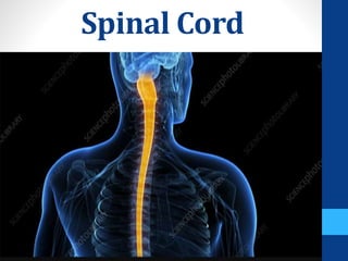 Spinal Cord
 