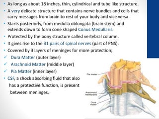 • As long as about 18 inches, thin, cylindrical and tube like structure.
• A very delicate structure that contains nerve bundles and cells that
carry messages from brain to rest of your body and vice versa.
• Starts posteriorly, from medulla oblongata (brain stem) and
extends down to form cone shaped Conus Medullaris.
• Protected by the bony structure called vertebral column.
• It gives rise to the 31 pairs of spinal nerves (part of PNS).
• Covered by 3 layers of meninges for more protection;
 Dura Matter (outer layer)
 Arachnoid Matter (middle layer)
 Pia Matter (inner layer)
• CSF, a shock absorbing fluid that also
has a protective function, is present
between meninges.
 