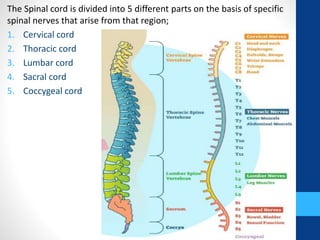 The Spinal cord is divided into 5 different parts on the basis of specific
spinal nerves that arise from that region;
1. Cervical cord
2. Thoracic cord
3. Lumbar cord
4. Sacral cord
5. Coccygeal cord
 