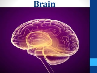 Brain
 
