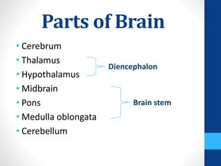 Parts of Brain
• Cerebrum
• Thalamus
• Hypothalamus
• Midbrain
• Pons
• Medulla oblongata
• Cerebellum
Diencephalon
Brain stem
 