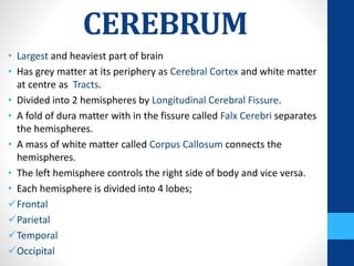 CEREBRUM
• Largest and heaviest part of brain
• Has grey matter at its periphery as Cerebral Cortex and white matter
at centre as Tracts.
• Divided into 2 hemispheres by Longitudinal Cerebral Fissure.
• A fold of dura matter with in the fissure called Falx Cerebri separates
the hemispheres.
• A mass of white matter called Corpus Callosum connects the
hemispheres.
• The left hemisphere controls the right side of body and vice versa.
• Each hemisphere is divided into 4 lobes;
Frontal
Parietal
Temporal
Occipital
 