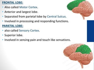 FRONTAL LOBE:
• Also called Motor Cortex.
• Anterior and largest lobe.
• Separated from parietal lobe by Central Sulcus.
• Involved in processing and responding functions.
PARIETAL LOBE:
• also called Sensory Cortex.
• Superior lobe.
• Involved in sensing pain and touch like sensations.
 