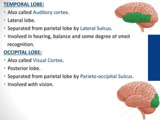 TEMPORAL LOBE:
• Also called Auditory cortex.
• Lateral lobe.
• Separated from parietal lobe by Lateral Sulcus.
• Involved in hearing, balance and some degree of smell
recognition.
OCCIPITAL LOBE:
• Also called Visual Cortex.
• Posterior lobe.
• Separated from parietal lobe by Parieto-occipital Sulcus.
• Involved with vision.
 