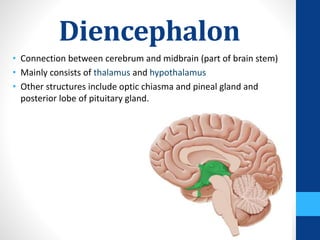Diencephalon
• Connection between cerebrum and midbrain (part of brain stem)
• Mainly consists of thalamus and hypothalamus
• Other structures include optic chiasma and pineal gland and
posterior lobe of pituitary gland.
 