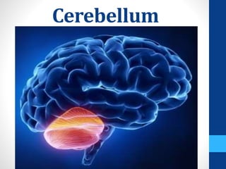 Cerebellum
 