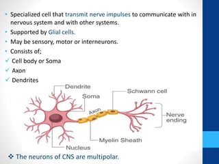 • Specialized cell that transmit nerve impulses to communicate with in
nervous system and with other systems.
• Supported by Glial cells.
• May be sensory, motor or interneurons.
• Consists of;
 Cell body or Soma
 Axon
 Dendrites
 The neurons of CNS are multipolar.
 