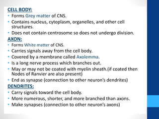 CELL BODY:
• Forms Grey matter of CNS.
• Contains nucleus, cytoplasm, organelles, and other cell
structures.
• Does not contain centrosome so does not undergo division.
AXON:
• Forms White matter of CNS.
• Carries signals away from the cell body.
• Covered by a membrane called Axolemma.
• Is a long nerve process which branches out.
• May or may not be coated with myelin sheath.(if coated then
Nodes of Ranvier are also present)
• End as synapse (connection to other neuron’s dendrites)
DENDRITES:
• Carry signals toward the cell body.
• More numerous, shorter, and more branched than axons.
• Make synapses (connection to other neuron’s axons)
 