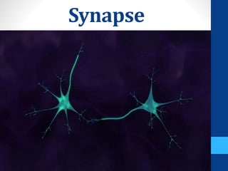 Synapse
 
