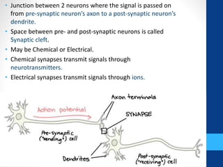• Junction between 2 neurons where the signal is passed on
from pre-synaptic neuron’s axon to a post-synaptic neuron’s
dendrite.
• Space between pre- and post-synaptic neurons is called
Synaptic cleft.
• May be Chemical or Electrical.
• Chemical synapses transmit signals through
neurotransmitters.
• Electrical synapses transmit signals through ions.
 