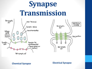 Synapse
Transmission
Chemical Synapse Electrical Synapse
 