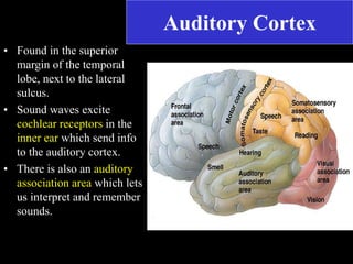 central nervous system.ppt